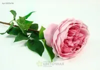Роза — Дэвида Остина Ш+Л R-70/10-SL